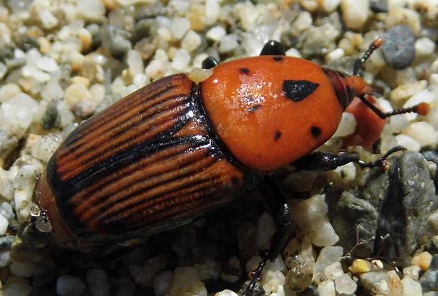 Rhynchophorus ferrugineus